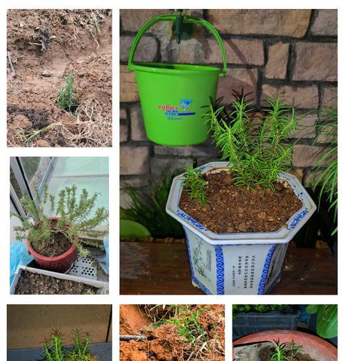迷迭香的种植和养护方法是什么？