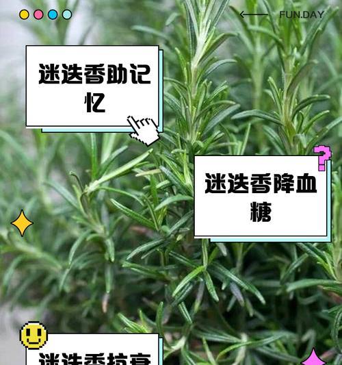 迷迭香的种植和养护方法是什么？