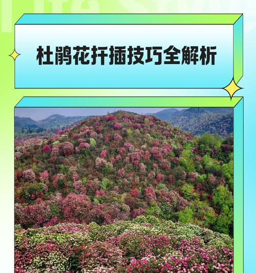 扦插杜鹃花的步骤和注意事项是什么？