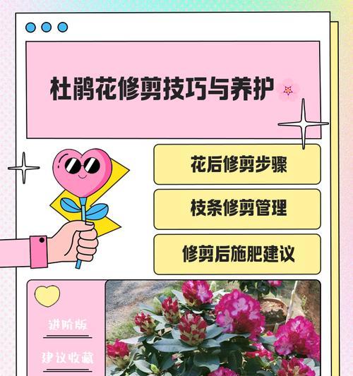 扦插杜鹃花的步骤和注意事项是什么？