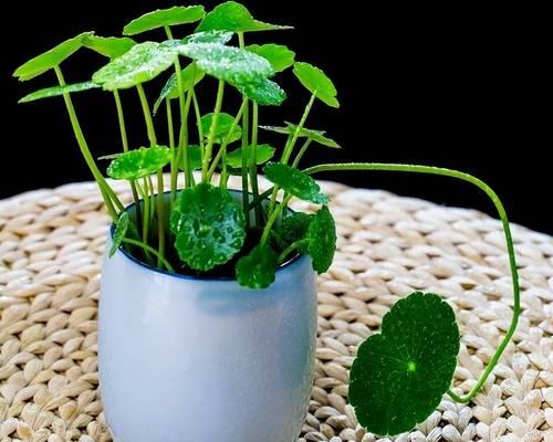 家庭适合养哪些花草？如何选择适合的室内植物？