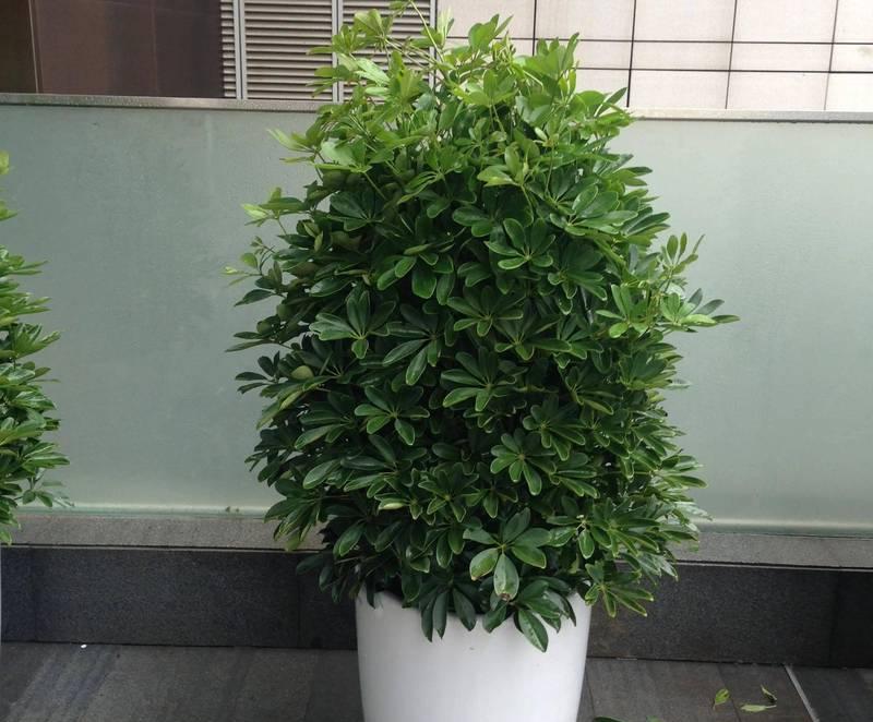 家庭适合养哪些花草？如何选择适合的室内植物？