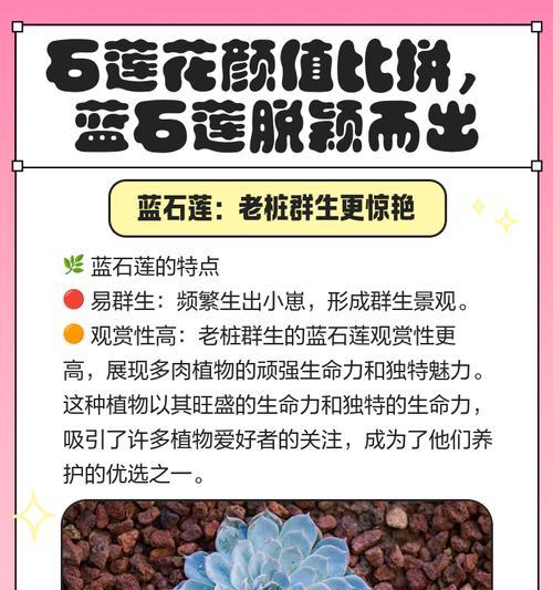 粉石莲的养殖方法有哪些？怎样才能养出粉嫩的石莲？