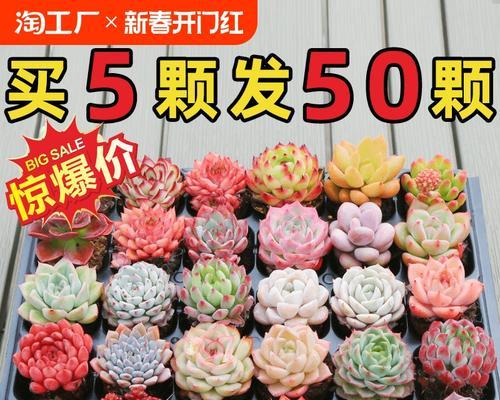 粉石莲的养殖方法有哪些？怎样才能养出粉嫩的石莲？