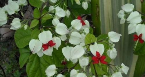龙吐珠种植需要注意什么？怎样才能养出繁茂的植株？
