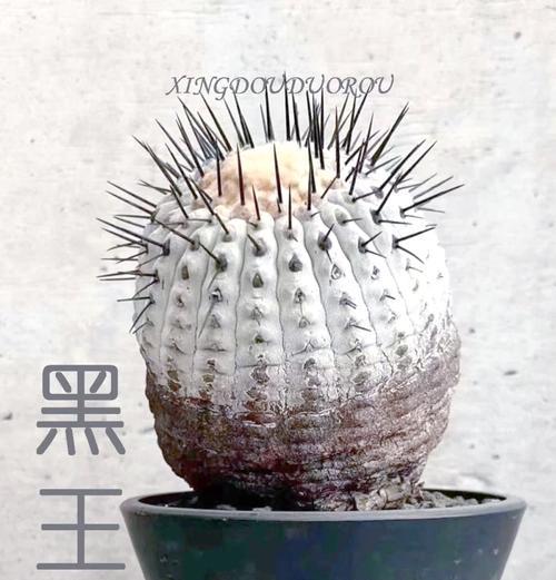 盆栽仙人球的养殖技巧是什么？