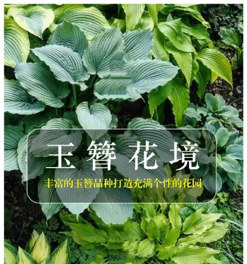 玉簪的养殖技巧有哪些？如何处理常见病虫害？