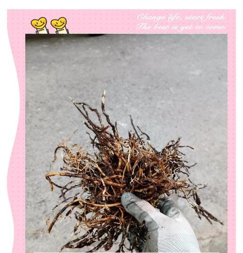 玉簪的养殖技巧有哪些？如何处理常见病虫害？