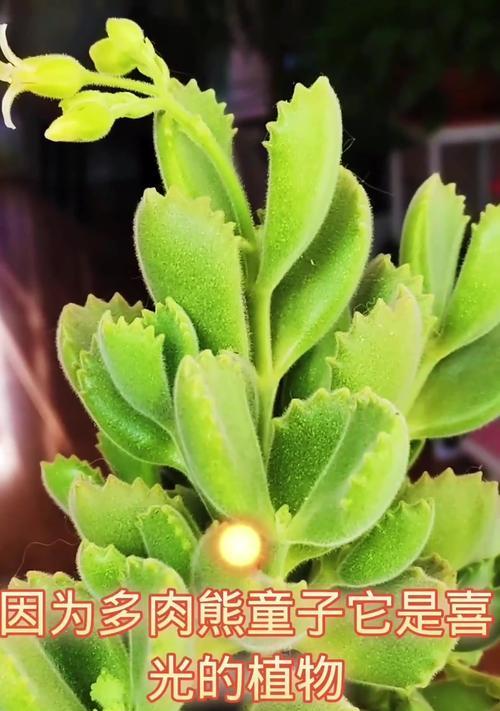 熊童子养护技巧有哪些？