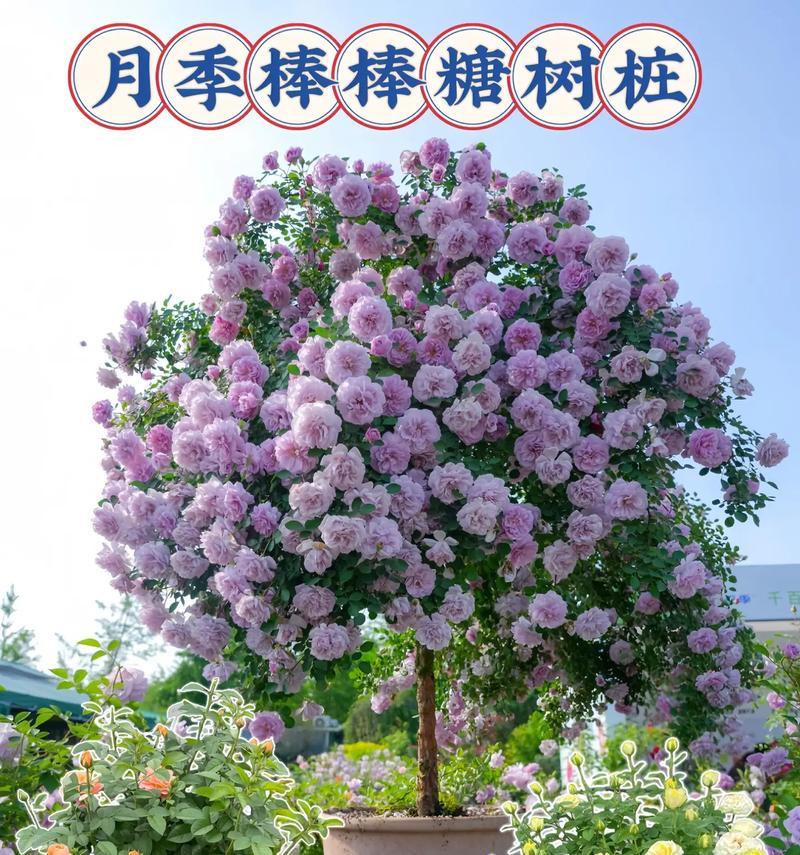 超多头月季品种有哪些？它们的养护和繁殖方法是什么？