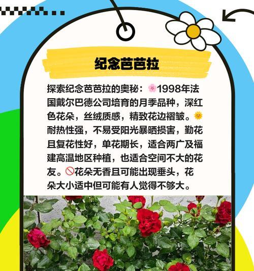 超多头月季品种有哪些？它们的养护和繁殖方法是什么？