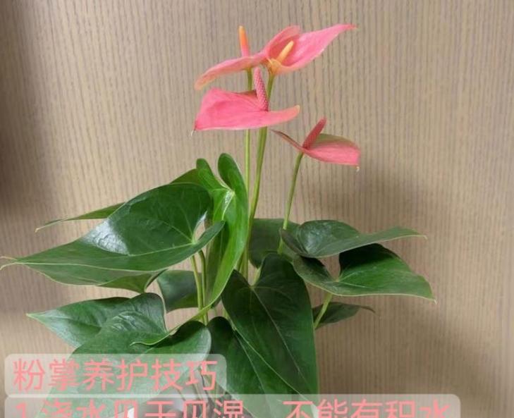 粉掌品种有哪些？如何养护粉掌？