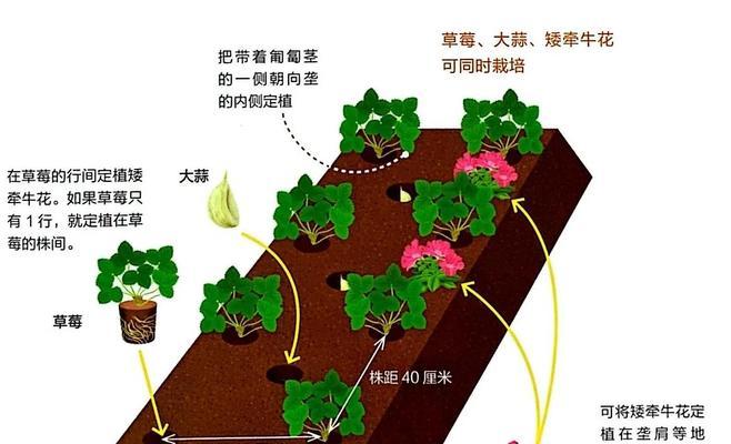 矮牵牛的种植技巧是什么？如何让矮牵牛花开得更繁茂？