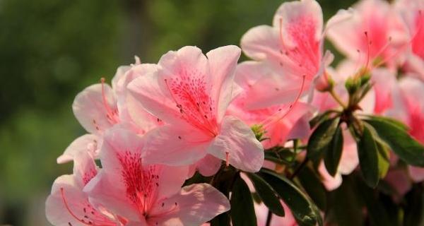 鹃花是什么植物？鹃花的种类有哪些？