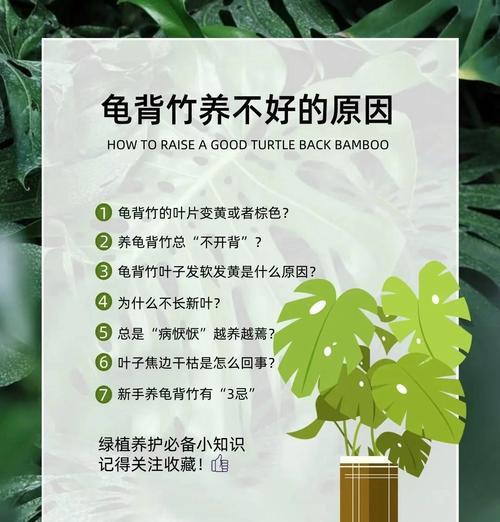 龟背叶繁殖方法是什么？需要特别注意哪些事项？