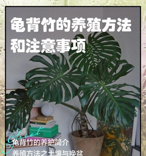 龟背叶繁殖方法是什么？需要特别注意哪些事项？
