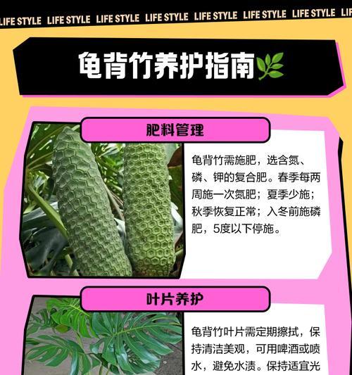 龟背叶繁殖方法是什么？需要特别注意哪些事项？