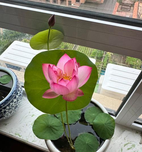水生碗莲种植的技巧有哪些？