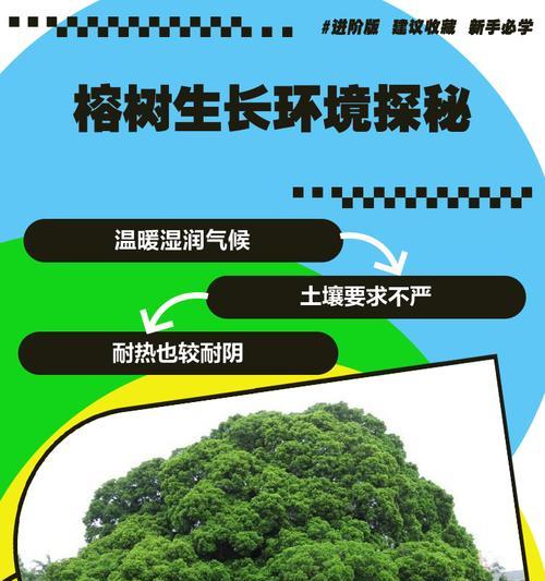 榕树有多少种品种？它们的生长习性和用途如何？