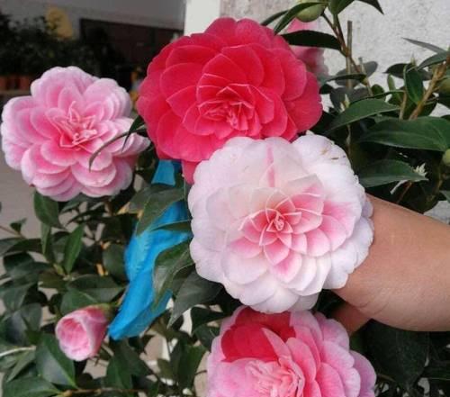 冬天常见的花卉有哪些？它们的养护方法是什么？