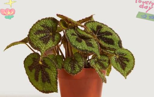 哪些植物既易养又美观？