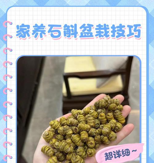 石斛的家庭养殖方法是什么？石斛养殖的常见问题有哪些？