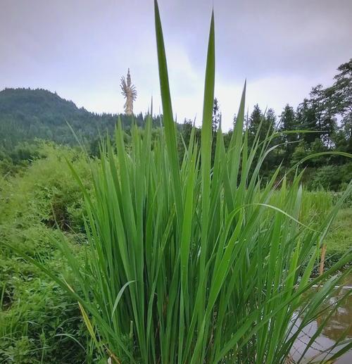 菖蒲怎么样？菖蒲的养殖方法和特点是什么？