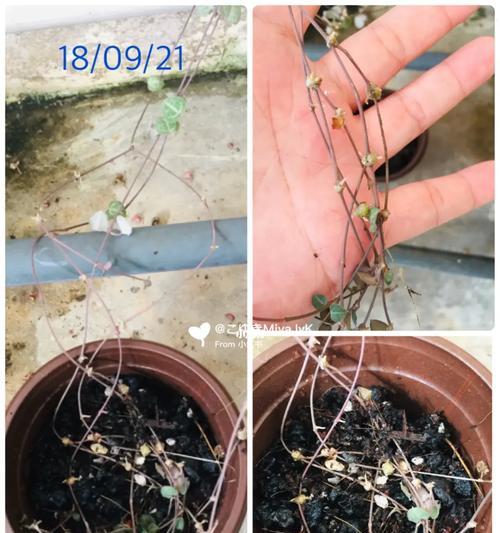 爱之蔓怎么浇水？爱之蔓的浇水技巧有哪些？
