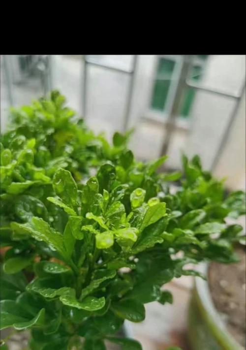米兰花什么时间换盆？换盆的正确时间是什么时候？