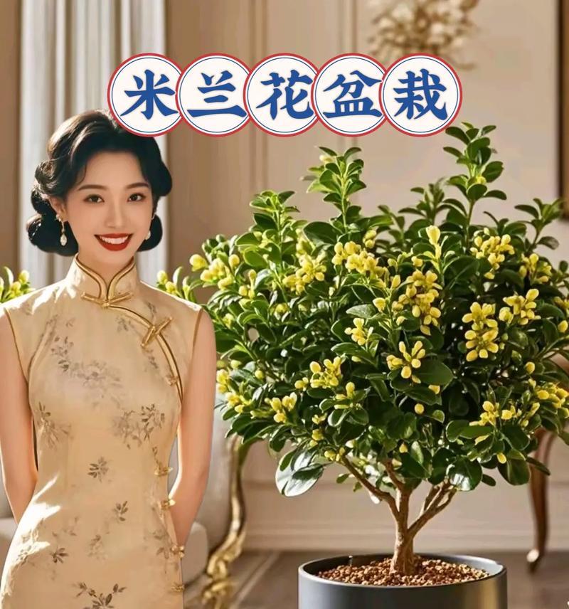 米兰花什么时间换盆？换盆的正确时间是什么时候？