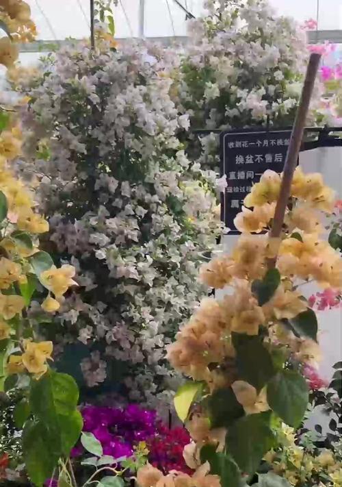 米兰花什么时间换盆？换盆的正确时间是什么时候？