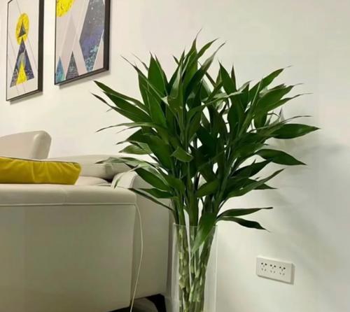 耐阴的花有哪些选择？耐阴植物的养护要点是什么？
