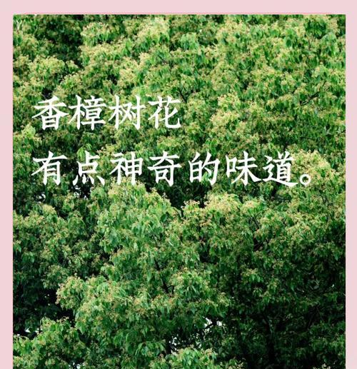 樟树的花是什么形状？如何辨认樟树的花？
