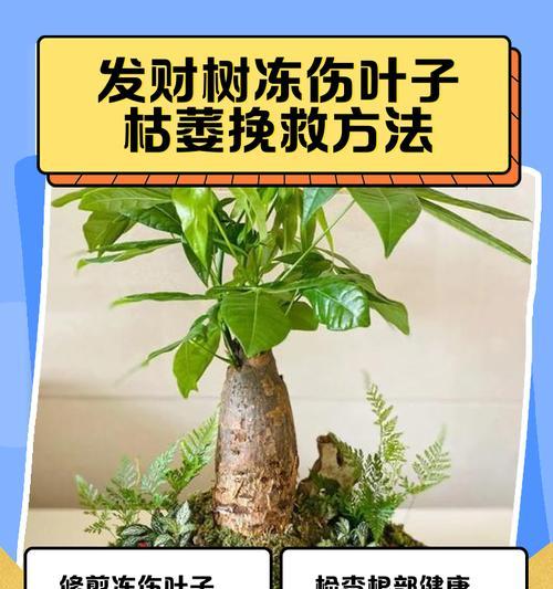 发财树的叶子下垂怎么办？如何快速恢复？