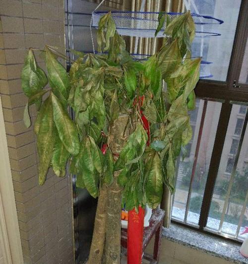 发财树的叶子下垂怎么办？如何快速恢复？
