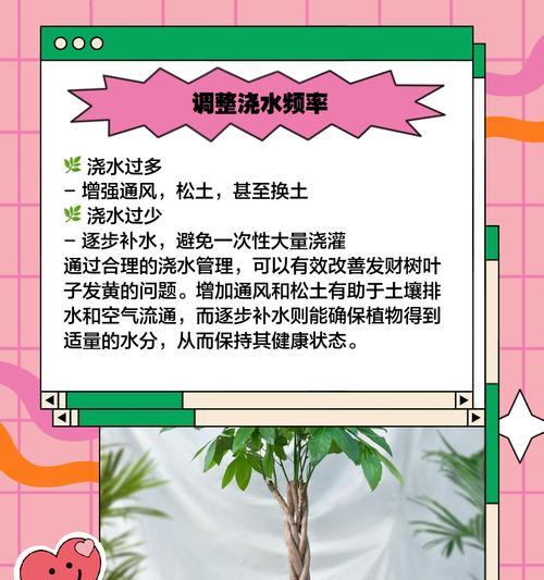 发财树的叶子下垂怎么办？如何快速恢复？