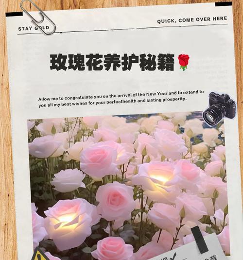玫瑰花在家养护的秘诀是什么？