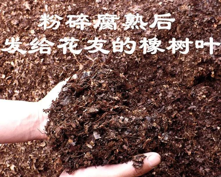 君子兰配土的正确方法是什么？如何选择合适的土壤？
