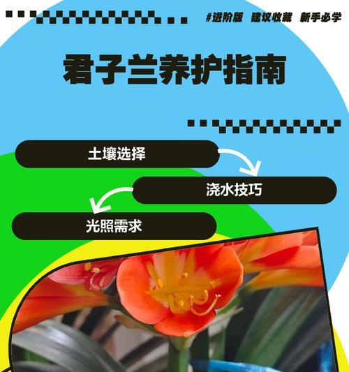君子兰配土的正确方法是什么？如何选择合适的土壤？