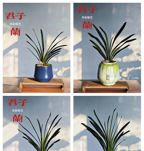 君子兰配土的正确方法是什么？如何选择合适的土壤？