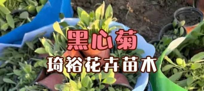 黑心菊种植方法是什么？如何确保其健康生长？