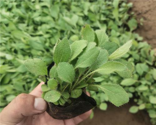 黑心菊种植方法是什么？如何确保其健康生长？