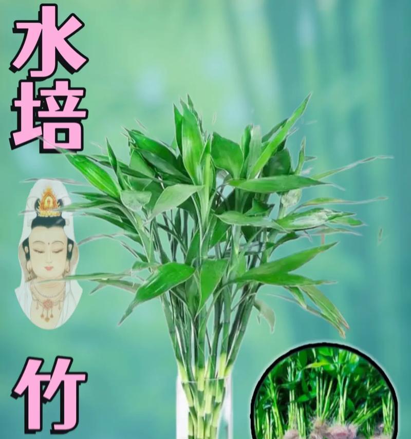 转运竹水培的正确方法是什么？