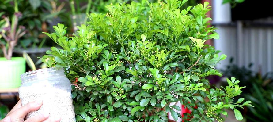 米兰花的养殖方法有哪些？米兰花的常见问题及解决方法是什么？