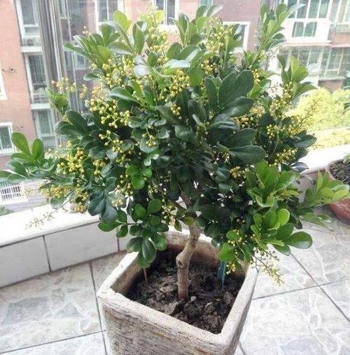 米兰花的养殖方法有哪些？米兰花的常见问题及解决方法是什么？