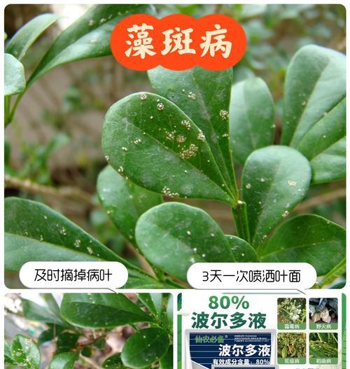 米兰花的养殖方法有哪些？米兰花的常见问题及解决方法是什么？
