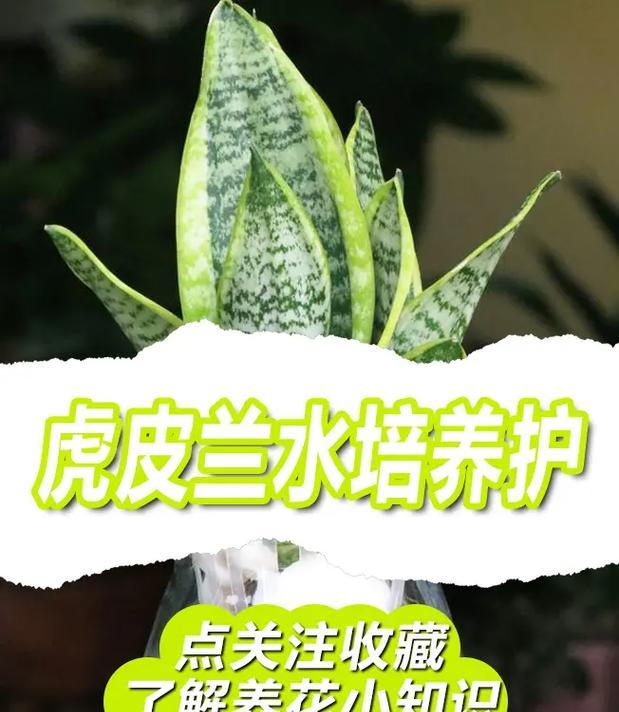 虎尾兰的养殖环境和管理要点是什么？