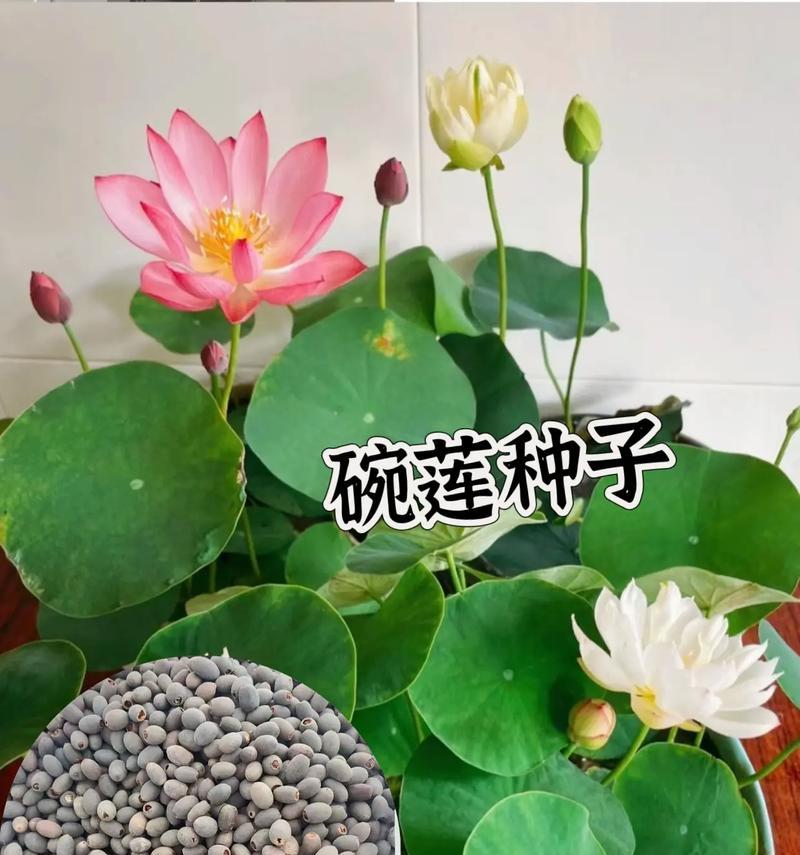 碗莲种植步骤和养护技巧是什么？