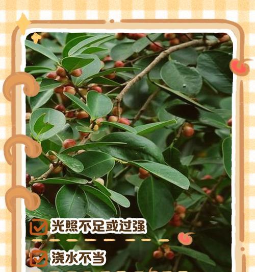 榕树落叶的原因及预防措施有哪些？