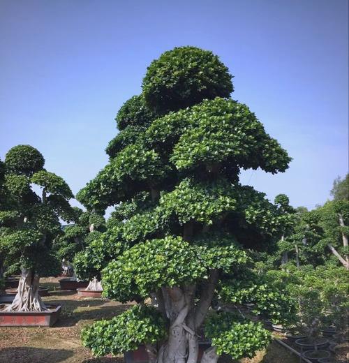 榕树落叶的原因及预防措施有哪些？